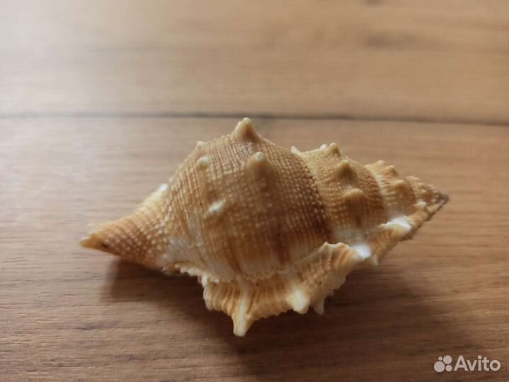 Морская раковина