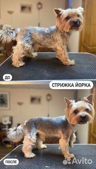 Стрижка собак и кошек, уз чистка зубов