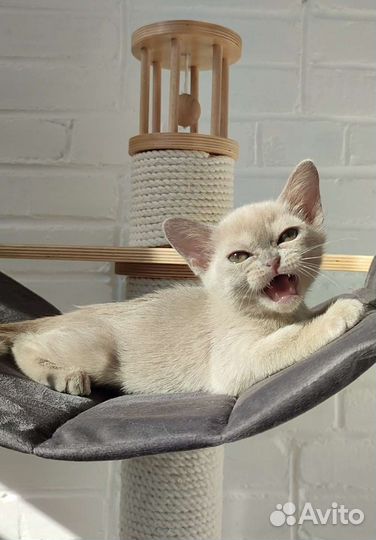 Бурманские, питомник