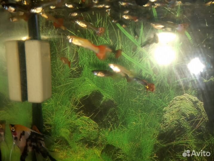 Рыбы гуппи