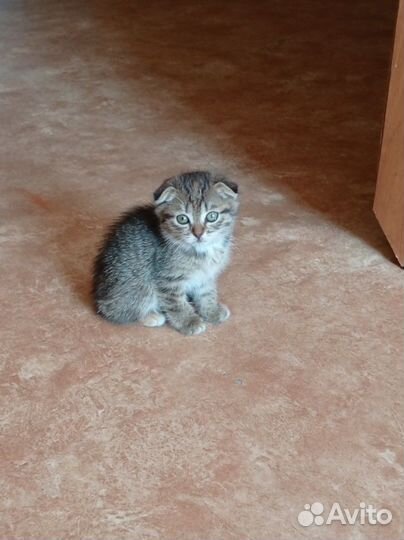 Вислоухие котята