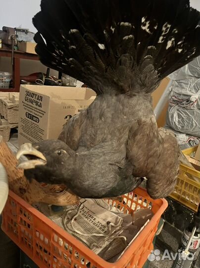 Чучело глухаря