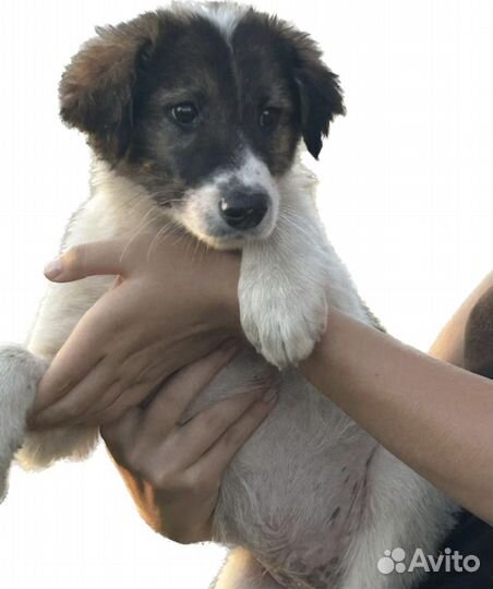 Собака в добрые руки щенок