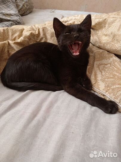 Милые котята