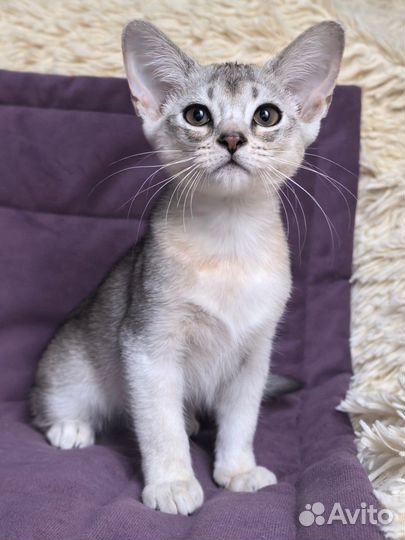 Абиссинский котенок, девочка, 3 месяца