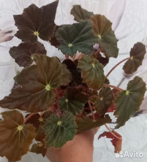 Комнатные цветы