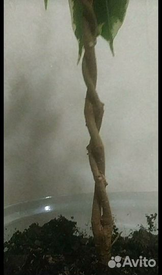 Фикус Голден Кинг