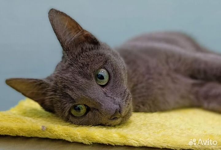 Русская голубая