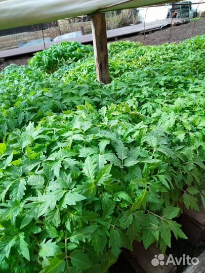 Рассада огорцы,помидоры,перец,баклажан,капуста