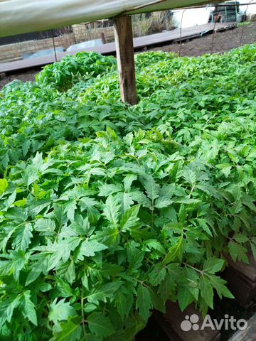 Рассада огорцы,помидоры,перец,баклажан,капуста