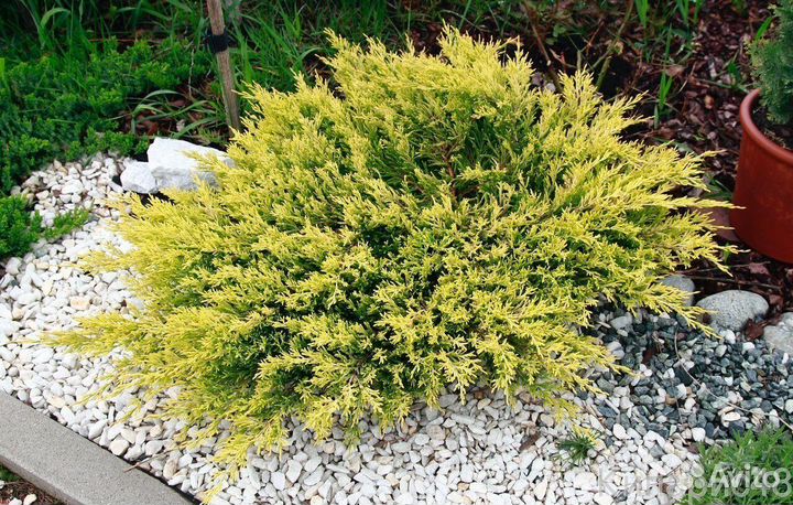 Можжевельник горизонтальный, блю чип, лайм глоу