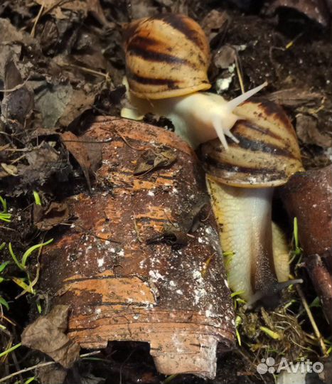 Улитки ахатины ретикулята