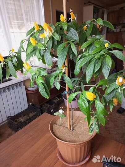 Пахистахис