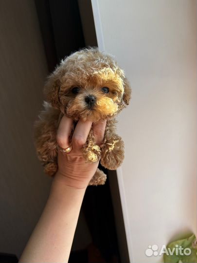 Мальтипу micro Китай уже в России