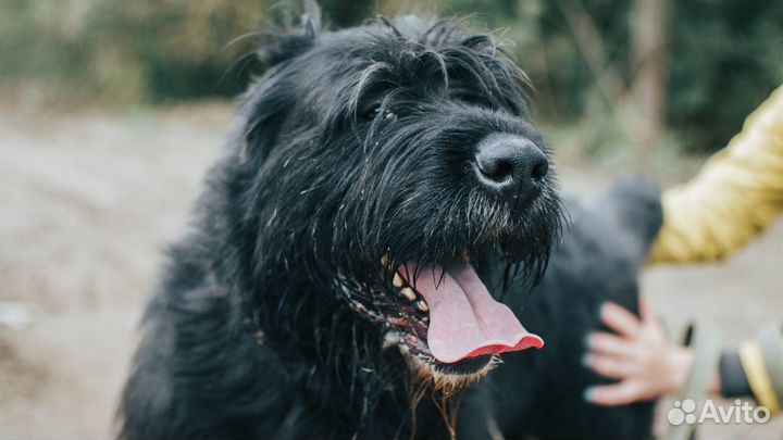 Близкий метис ризеншнауцера ищет дом