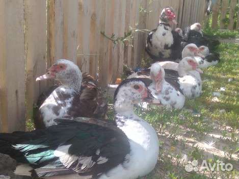 Индоутка мускусная утка