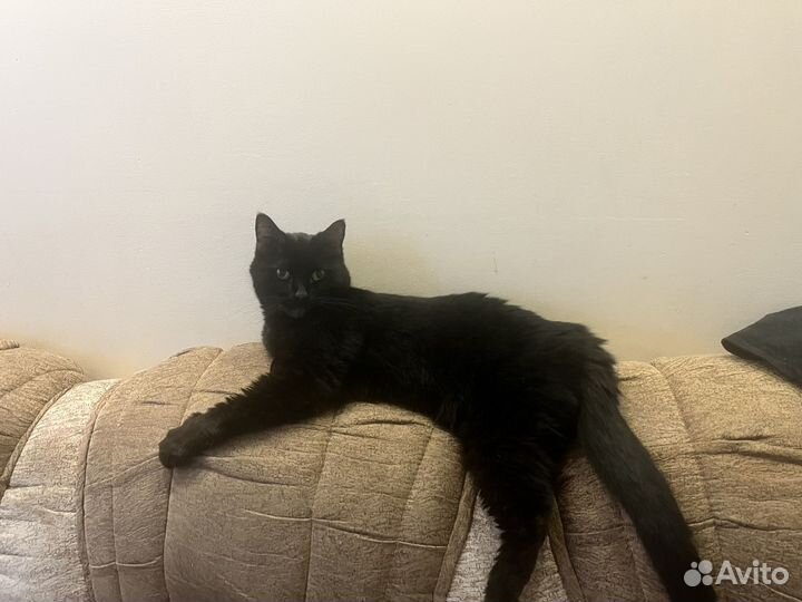 Отдам в добрые руки метиса мейн куна