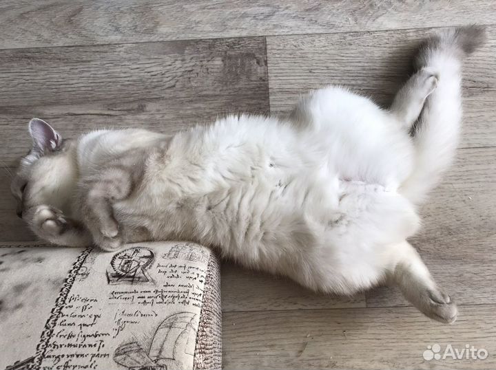 Ищем кота для вязки
