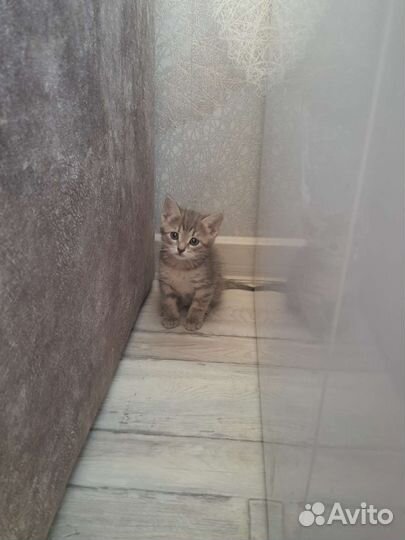 Добрые руки