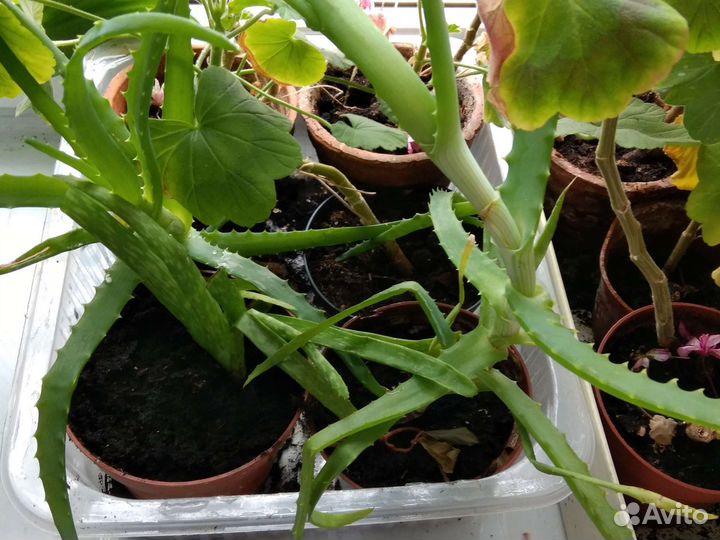 Алоэ столетник