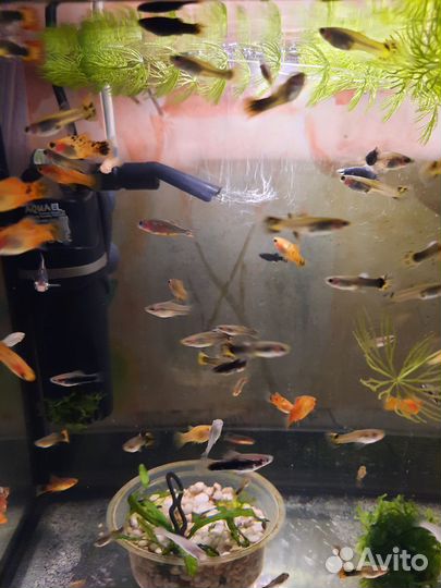 Аквариумные рыбки