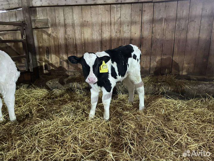 Бычки с доставкой