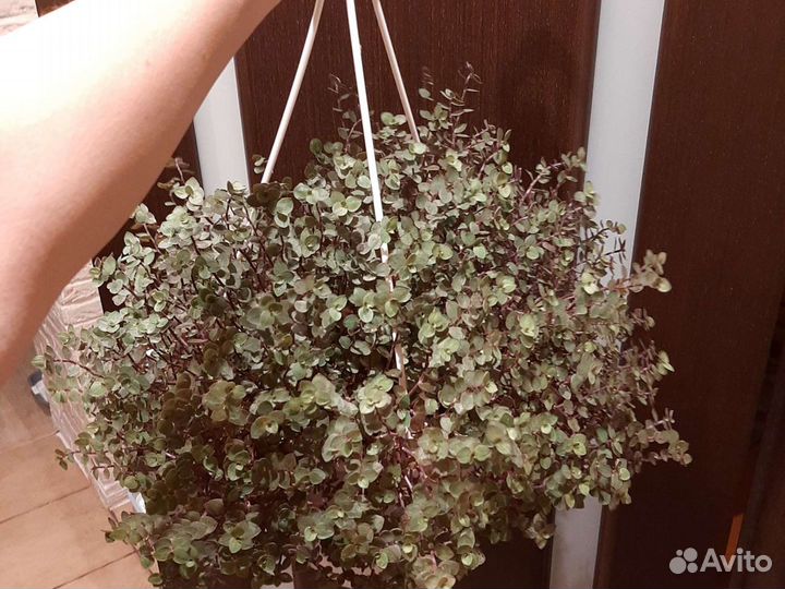 Каллизия, красные тюльпаны