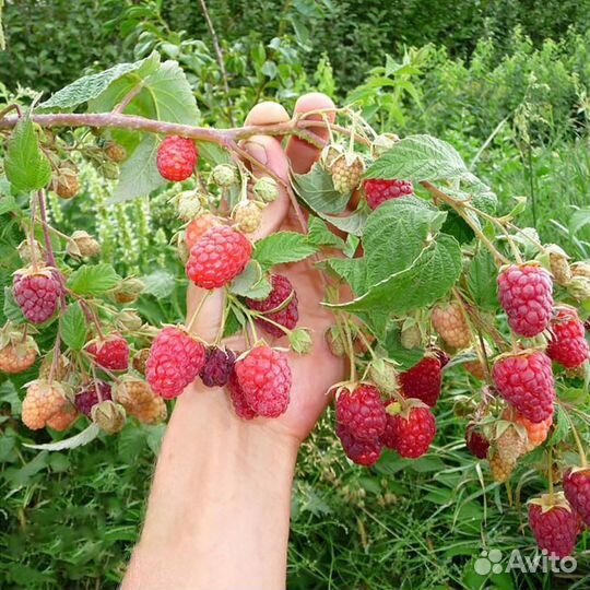 Саженцы клубники, малины
