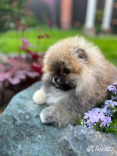 Шпиц мини мишка