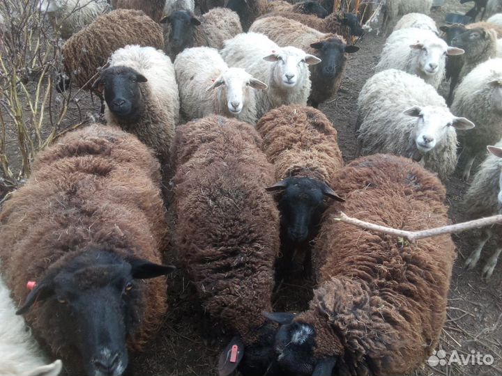 Овцы бараны