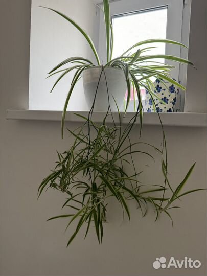 Комнатные цветы