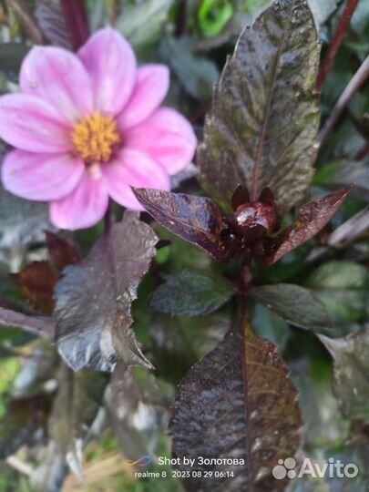 Георгины сортовые