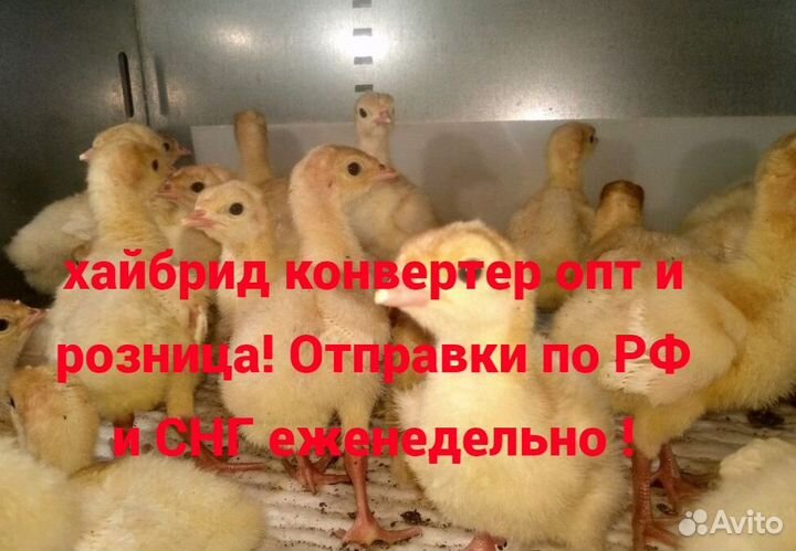 Хайбрид конвертер опт и розница