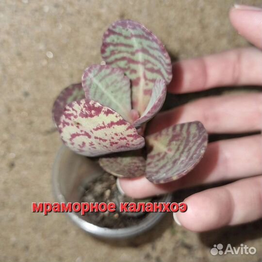 Суккуленты