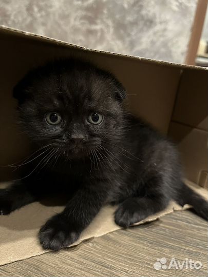 Шотландские котята