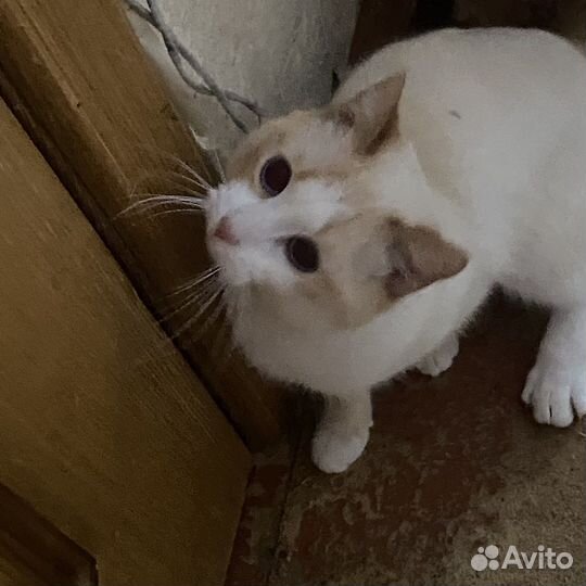 Кот в добрые руки