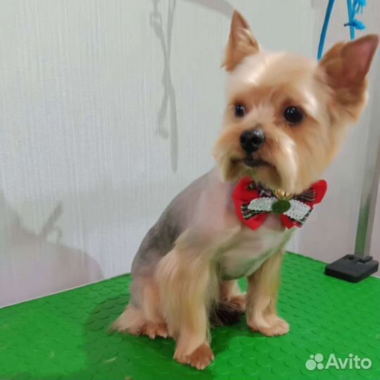 Стрижка собак и кошек