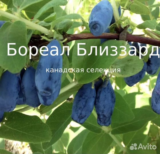 Жимолость