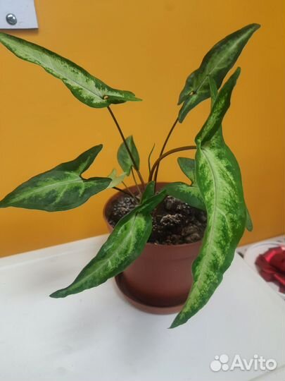 Карисса, антуриум, адениум, мурайя