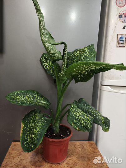 Диффенбахия