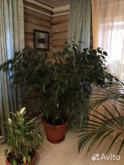 Бенджамина