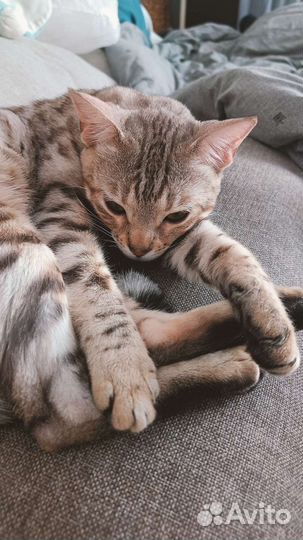 Бенгальская кошечка