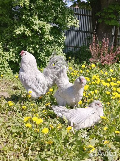 Амераукана лаванда, лакеданзи цыплята