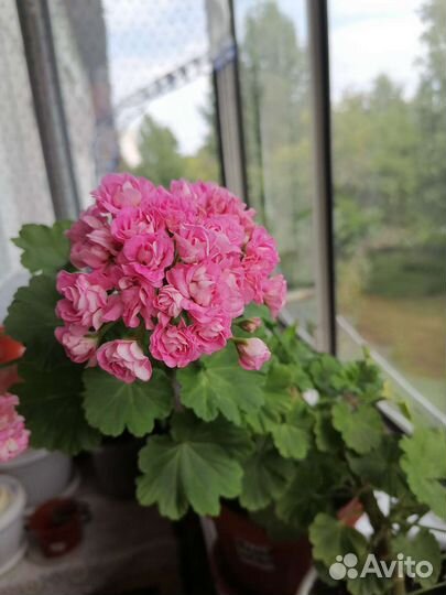 Фиалка, глоксинии, бегонии, герань