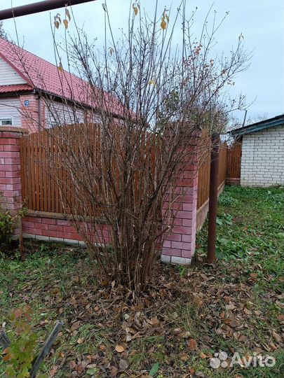 Куст жасмина