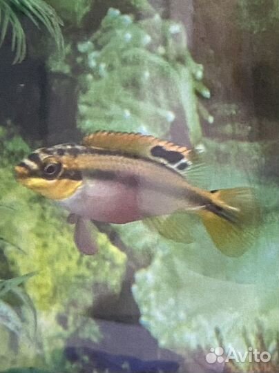 Пельвикахромис,попугайчик