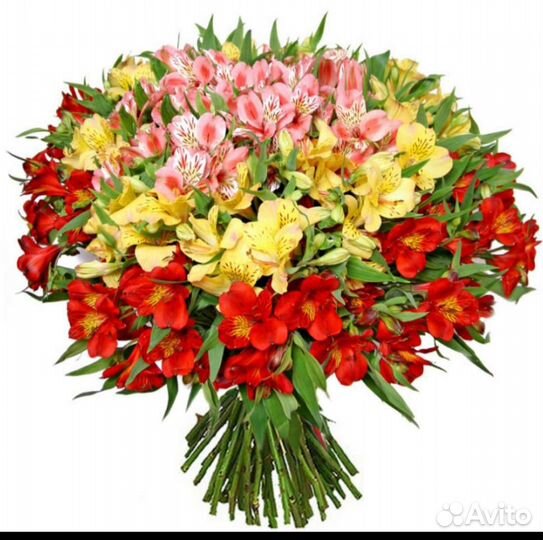 Альстромерия цветы