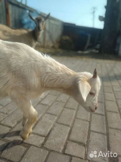 Козий и кроличий навоз