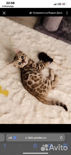 Бенгальская кошка