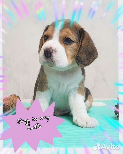 Щенок бигля